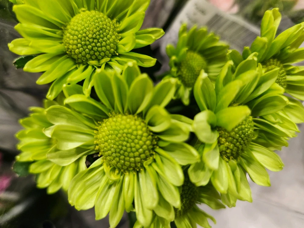 🌼💚🏵☘️🌼💚🏵☘️🌼💚🏵☘️🌼