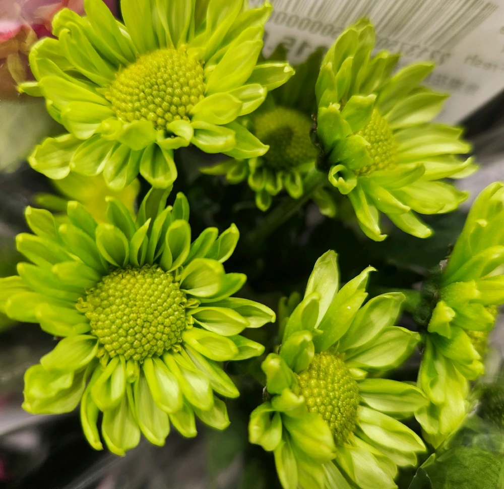 🌼💚🏵☘️🌼💚🏵☘️🌼💚🏵☘️🌼