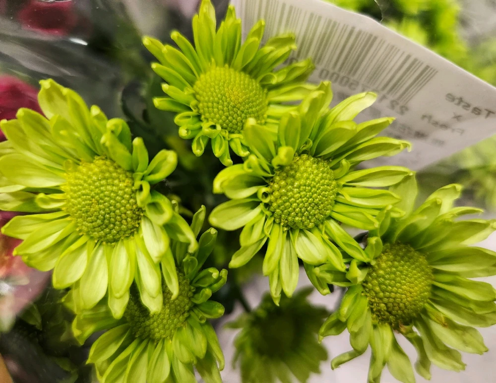 🌼💚🏵☘️🌼💚🏵☘️🌼💚🏵☘️🌼