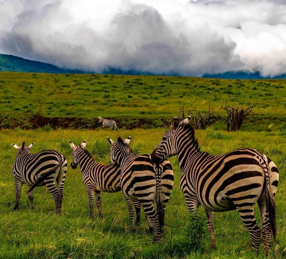 I'm Urgently looking for a travel agent in Europe for partnership (East Africa safaris)