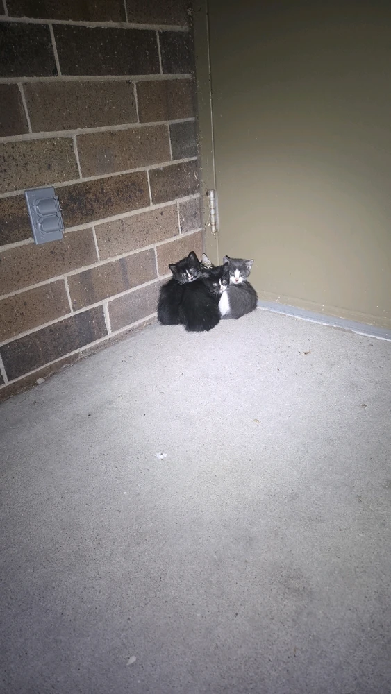 Place I work at has feral kittens again