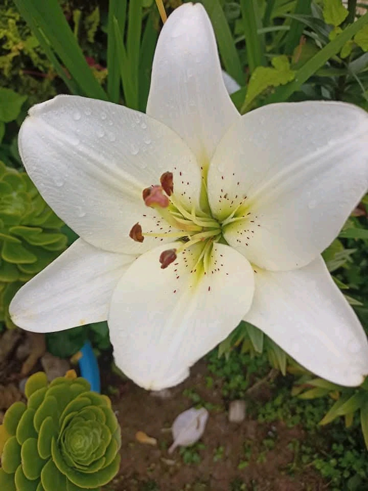 Lilies are love ❤️❤️