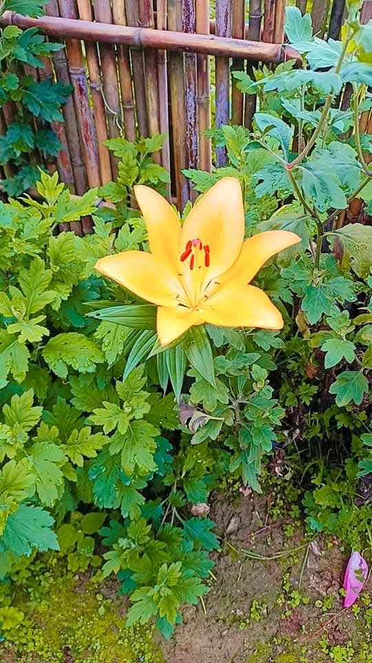 Lilies are love ❤️❤️