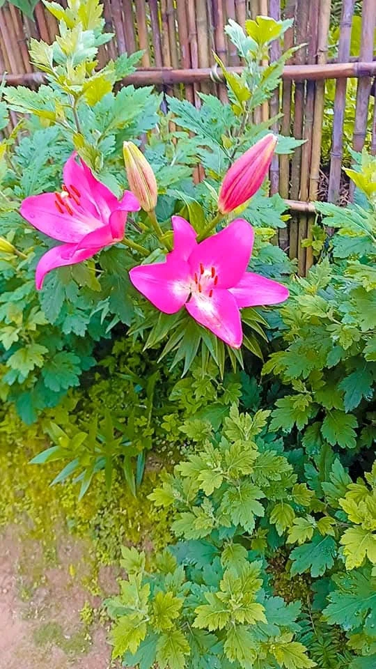 Lilies are love ❤️❤️