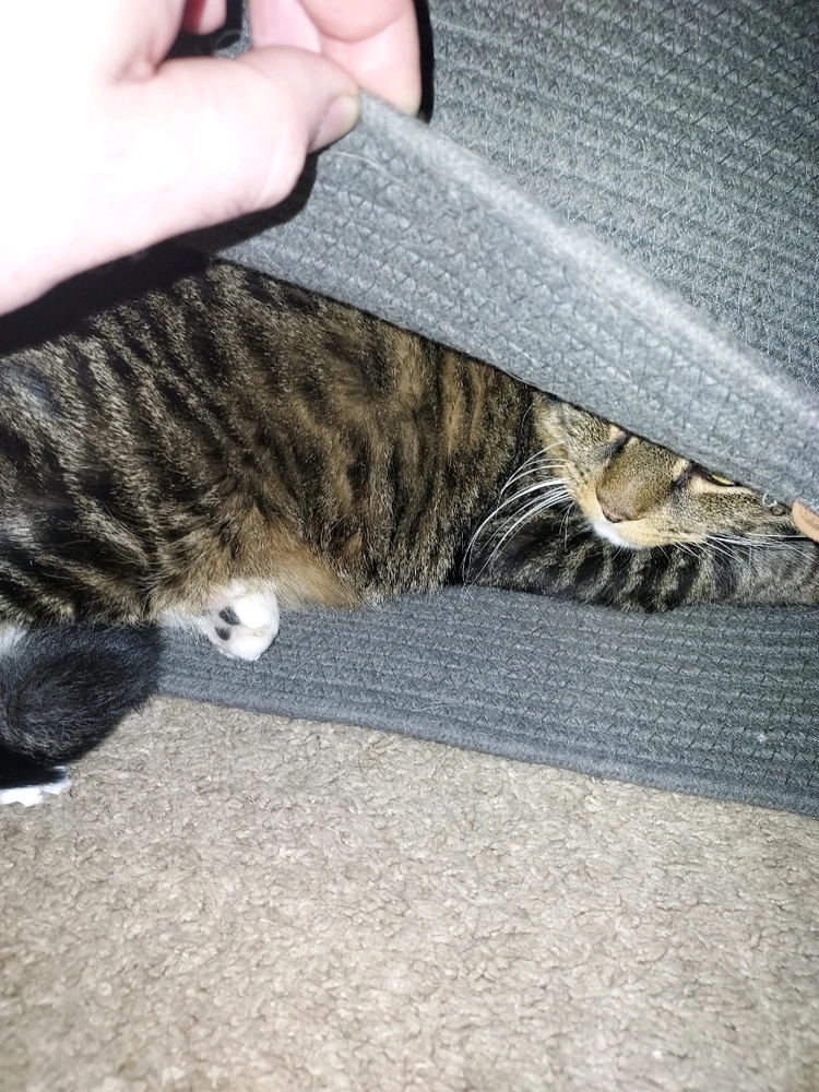 Gambar diunggah dening Steven