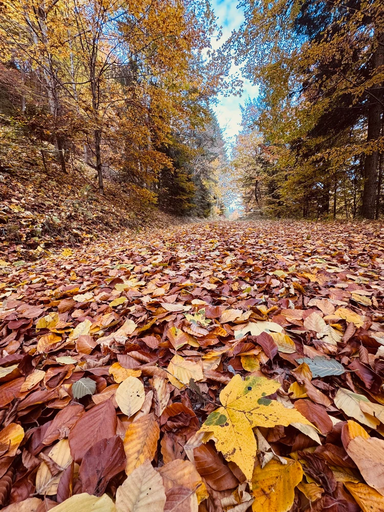 I enjoy walking through the crunching leaves on the ground 🍁🍂