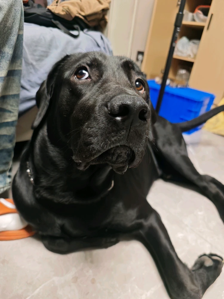 由火鸡面上传的图片