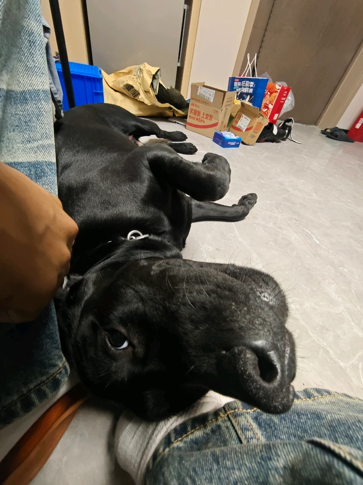 由火鸡面上传的图片