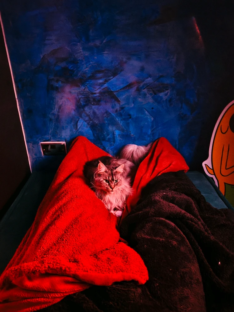 Evening Chillout with Aurora