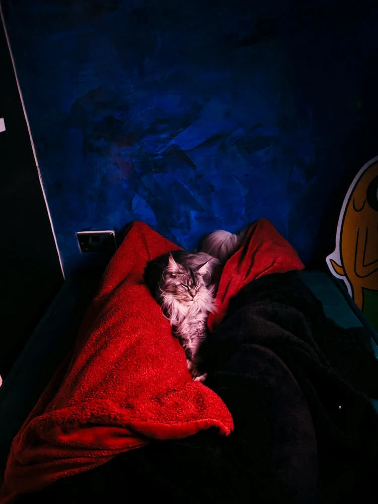 Evening Chillout with Aurora