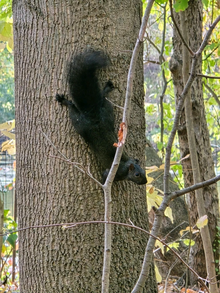 Image uploaded by 《🌹.::Lenöré::.🌹》