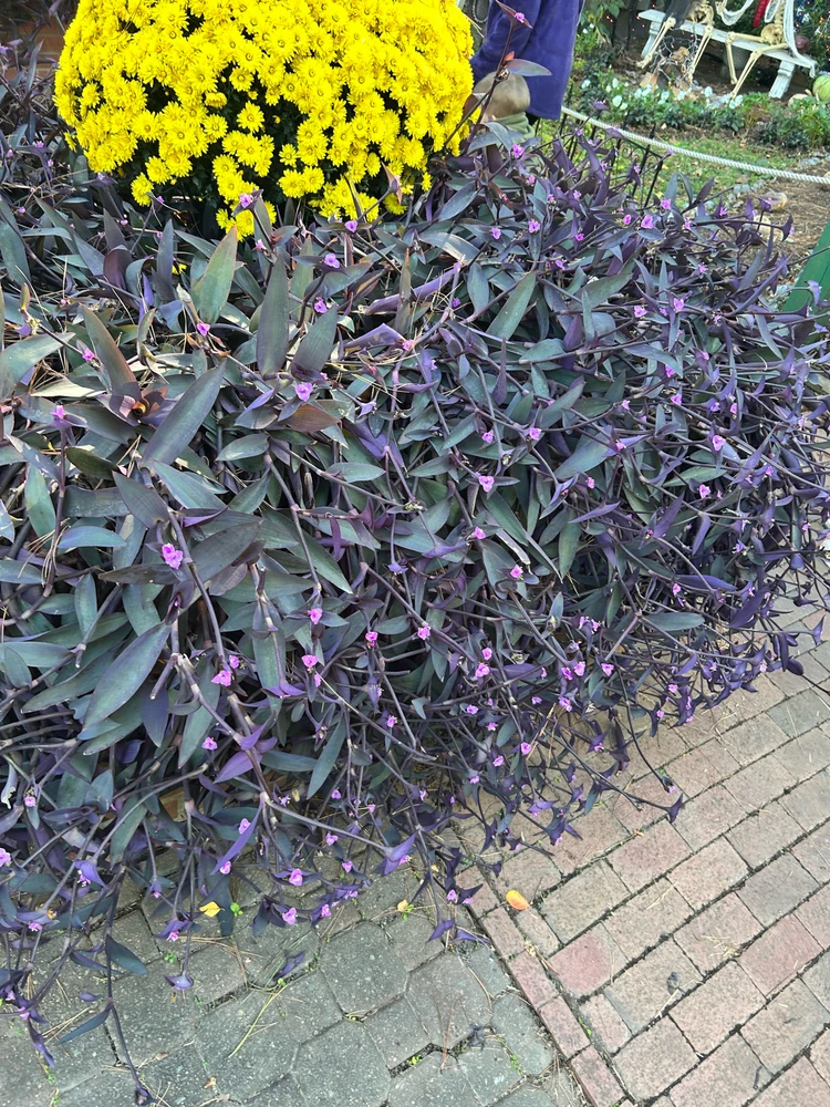 Gambar diunggah dening Jake