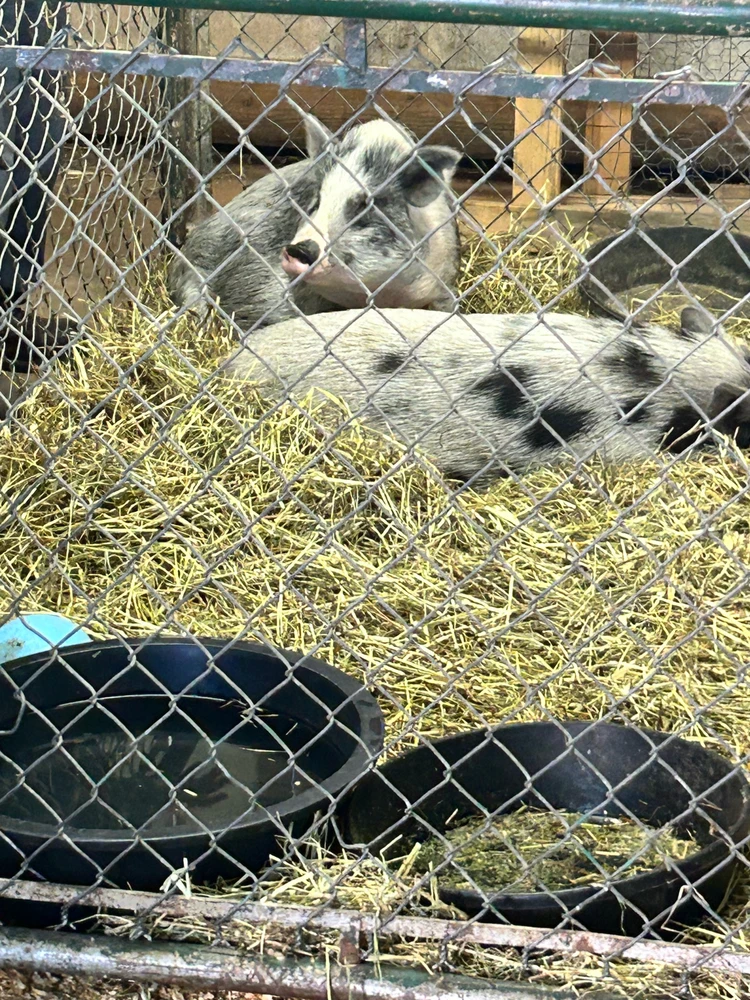 Gambar diunggah dening Jake