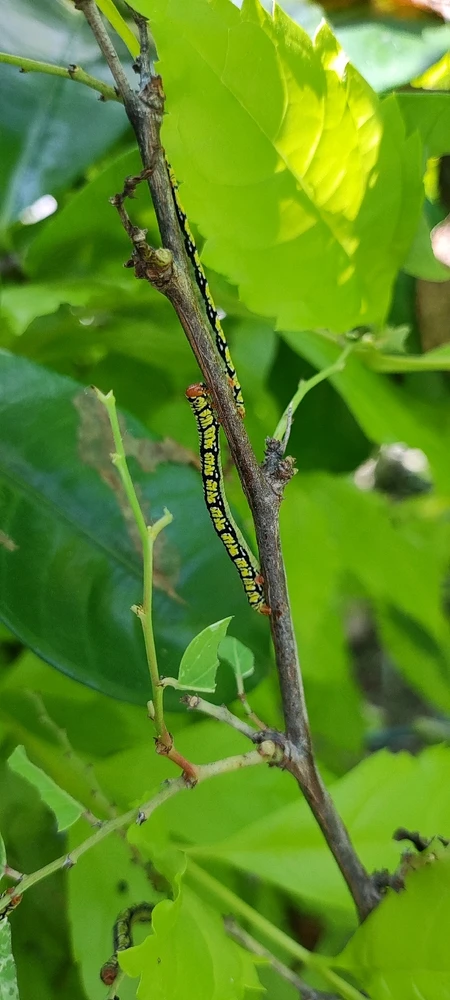 Imagen subida por Carolina Tsawek