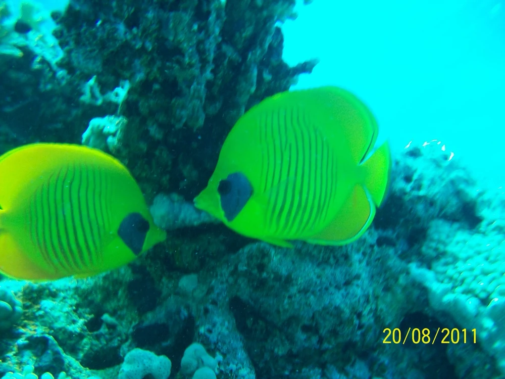 Faruk tarafından yüklenen GIF