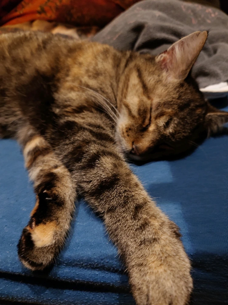 Dieser 16 Jahre alter Fellball der den ganzen Tag bei meiner Mutter nur pennt 😴