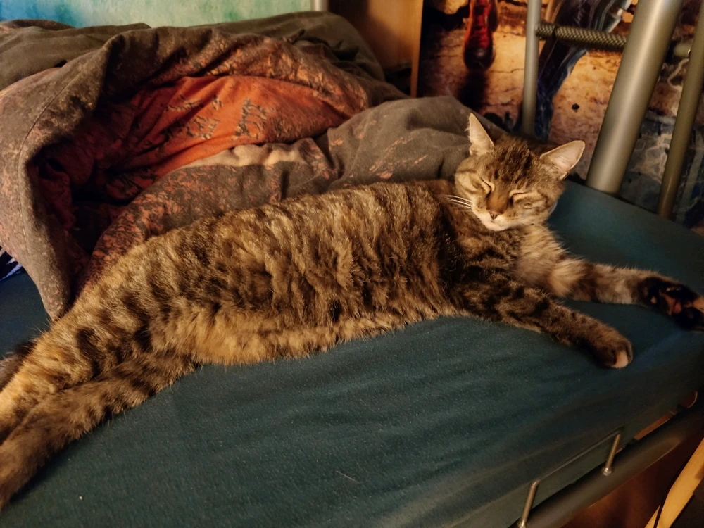 Dieser 16 Jahre alter Fellball der den ganzen Tag bei meiner Mutter nur pennt 😴