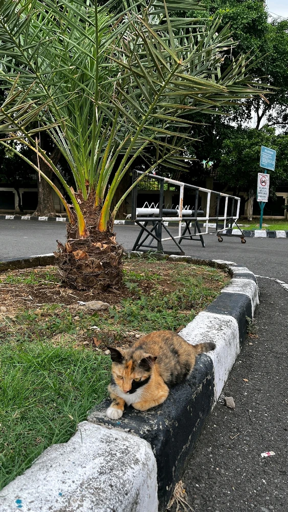 Gambar diunggah oleh Ayu