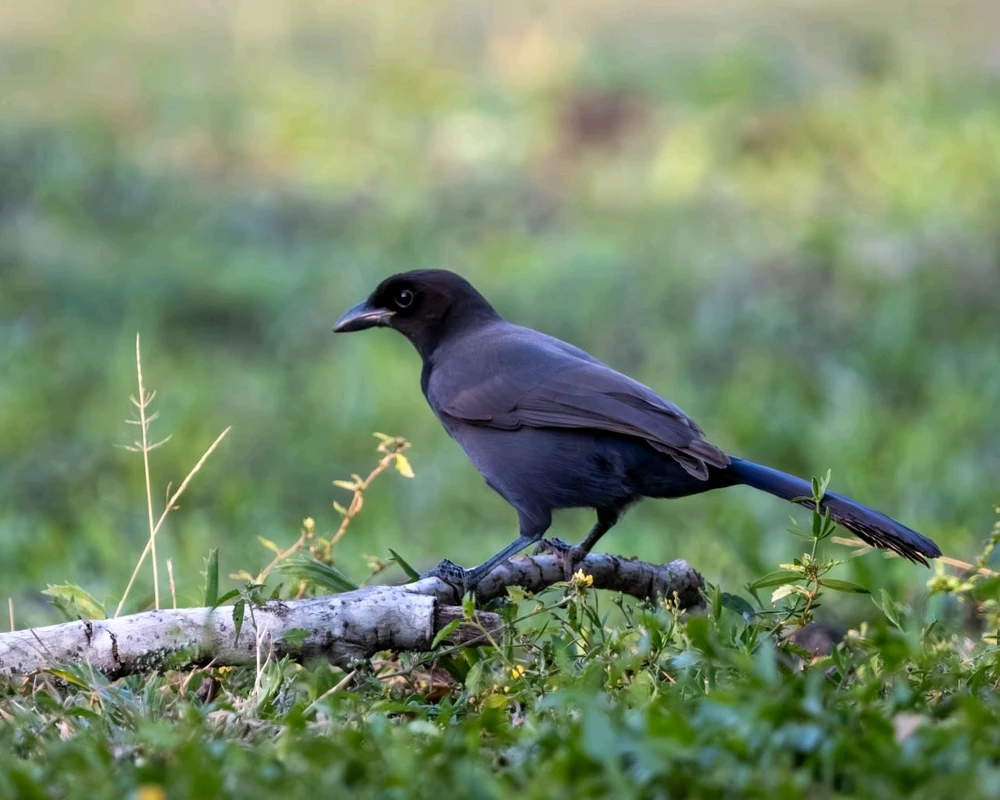 GIF subido por Martín