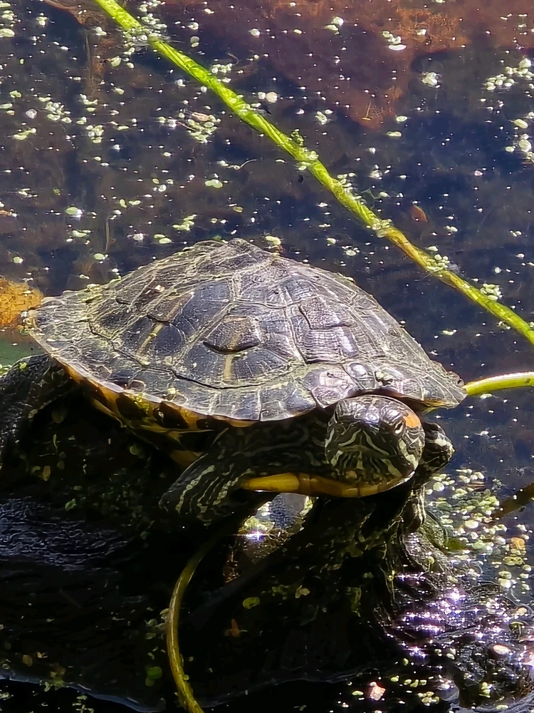 Image uploaded by 《🌹.::Lenöré::.🌹》