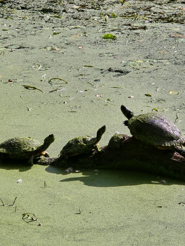 Image uploaded by 《🌹.::Lenöré::.🌹》