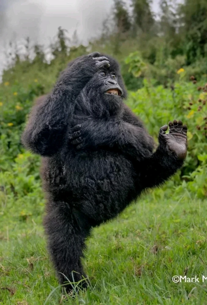 Финалисты Nikon Comedy Wildlife Awards 2025
Этот конкурс посвящён самым забавным моментам из мира животных.
Nation Geographic