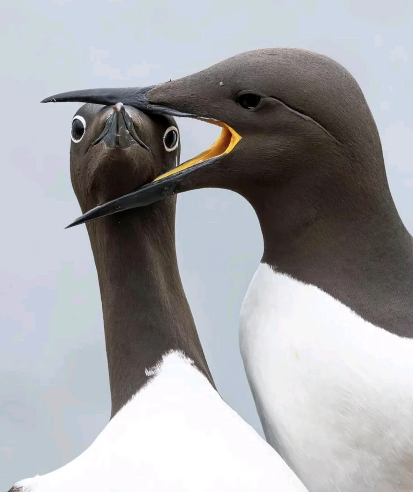 Финалисты Nikon Comedy Wildlife Awards 2025
Этот конкурс посвящён самым забавным моментам из мира животных.
Nation Geographic