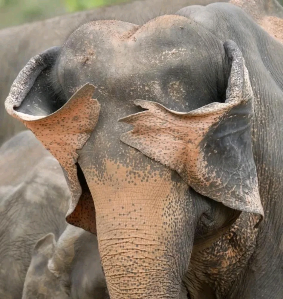 Финалисты Nikon Comedy Wildlife Awards 2025
Этот конкурс посвящён самым забавным моментам из мира животных.
Nation Geographic