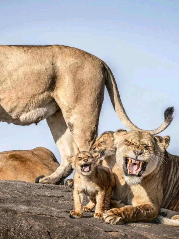 Финалисты Nikon Comedy Wildlife Awards 2025
Этот конкурс посвящён самым забавным моментам из мира животных.
Nation Geographic