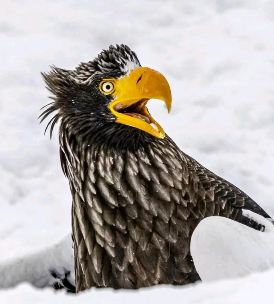 Финалисты Nikon Comedy Wildlife Awards 2025
Этот конкурс посвящён самым забавным моментам из мира животных.
Nation Geographic