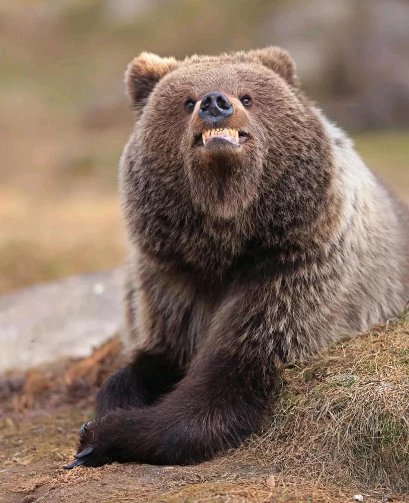 Финалисты Nikon Comedy Wildlife Awards 2025
Этот конкурс посвящён самым забавным моментам из мира животных.
Nation Geographic