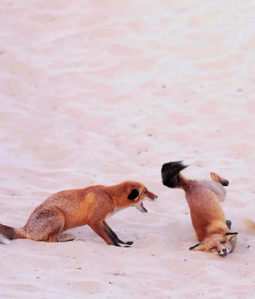 Финалисты Nikon Comedy Wildlife Awards 2025
Этот конкурс посвящён самым забавным моментам из мира животных.
Nation Geographic