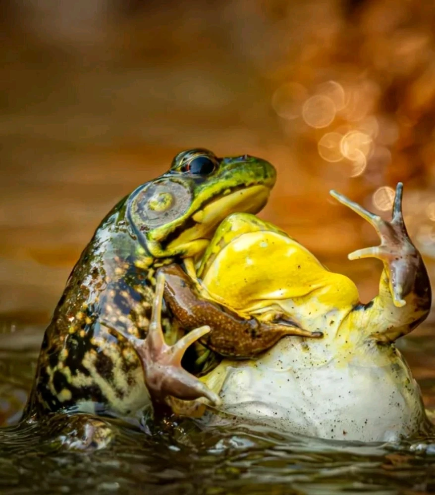 Финалисты Nikon Comedy Wildlife Awards 2025
Этот конкурс посвящён самым забавным моментам из мира животных.
Nation Geographic