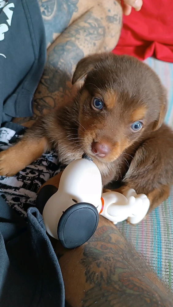 GIF enviado por Jango Brito