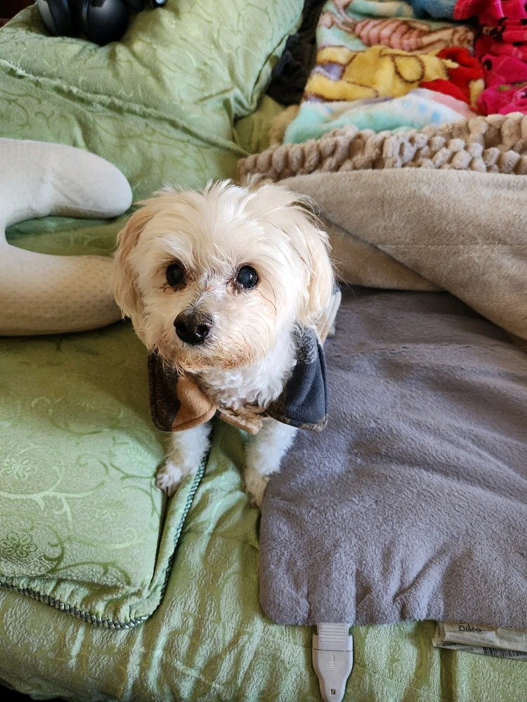 This was my soul dog.. little cockapoo named princess lost her this year march 24th