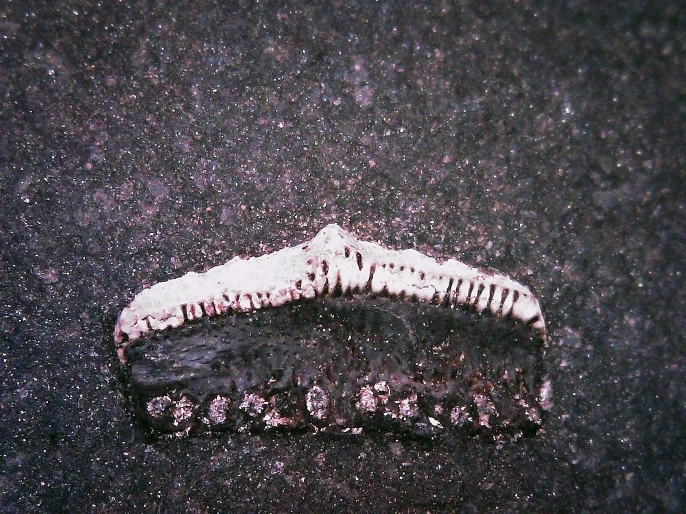 GIF uploaded by Hunter Weakley