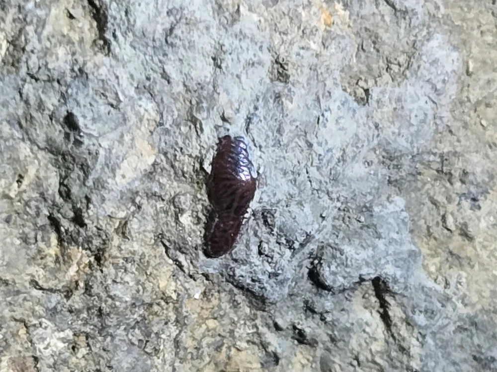 Image uploaded by Hunter Weakley