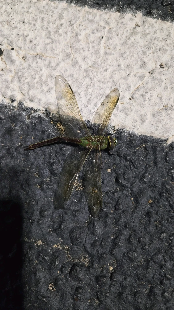 GIF uploaded by Graysen