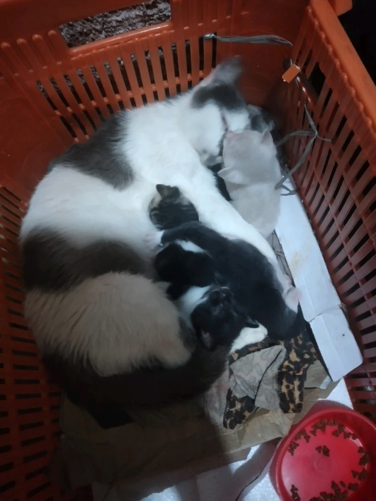 GIF enviado por Gabriel Rubião