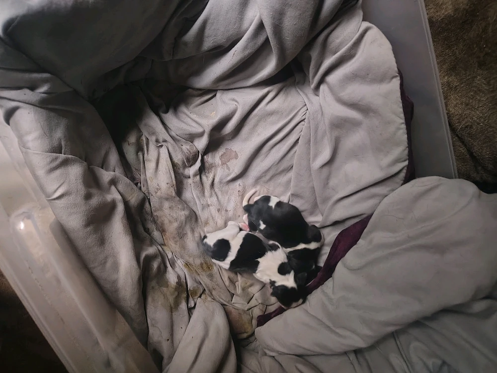 Image uploaded by Kelly