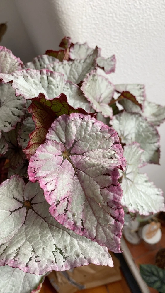 GIF enviado por Anastasiya