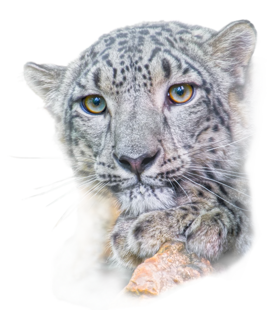 Lajos által feltöltött kép