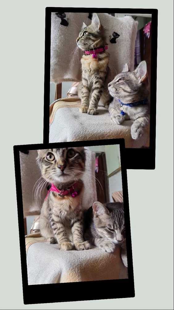 GIF uploaded by Rosa