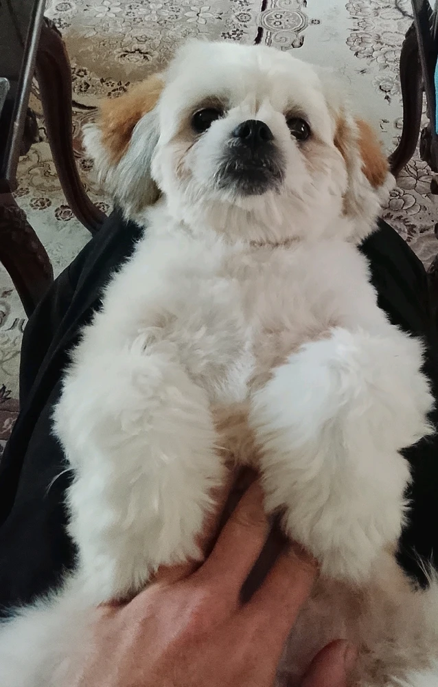 تصویر آپلود شده توسط Elahi