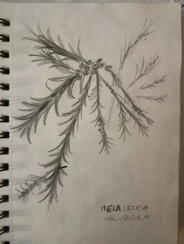 Quelques croquis d'observations