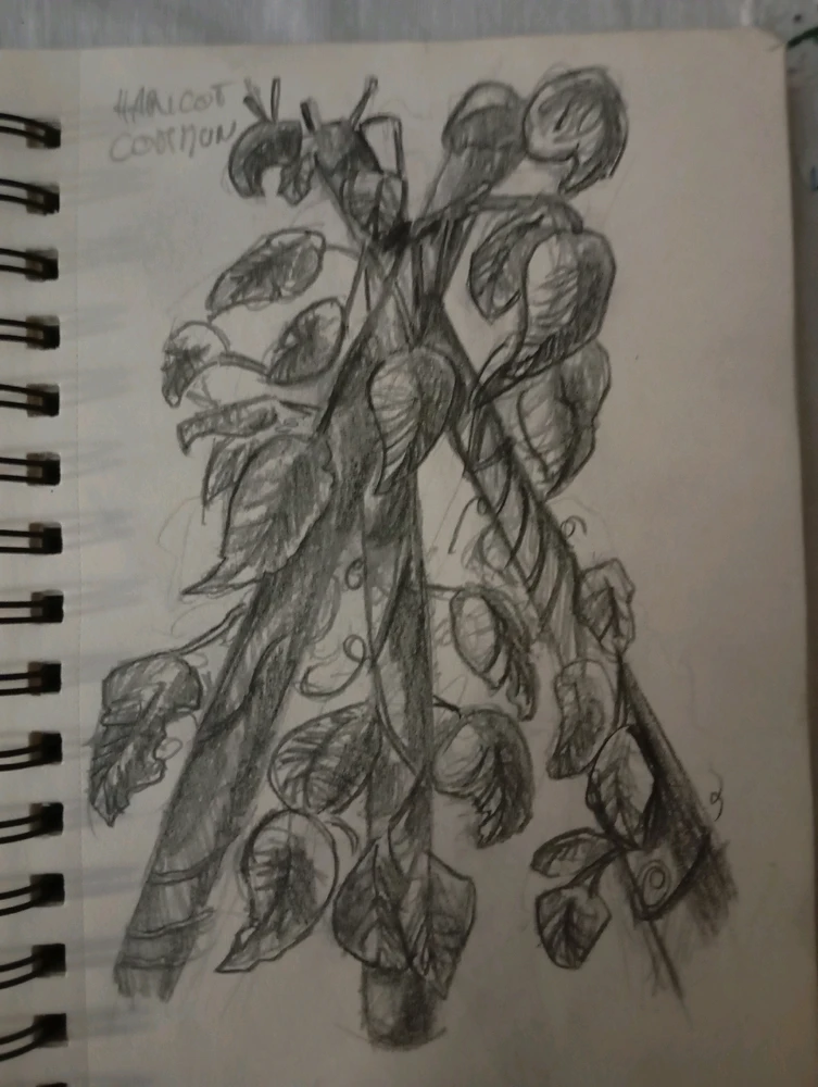 Quelques croquis d'observations