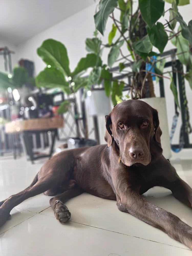 Dia 4 buscandole pareja a mi perro