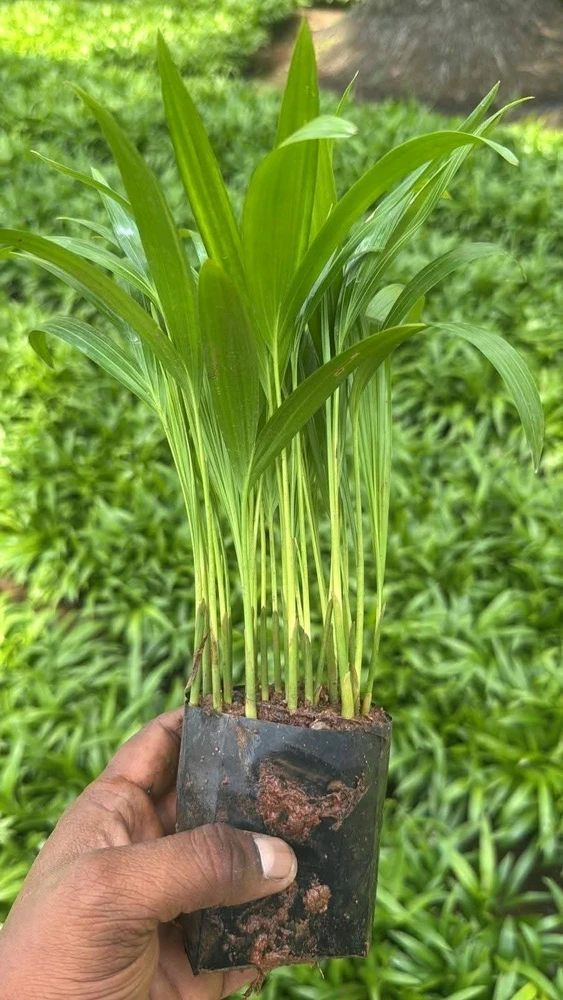 GIF ilipakiwa na Nawin K Basnet