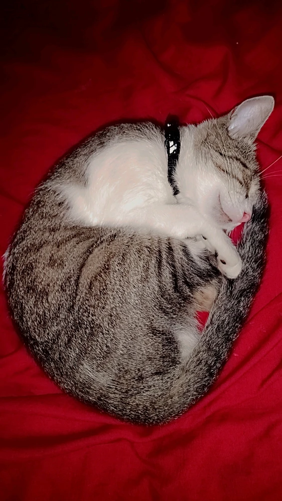 GIF subido por Bailu