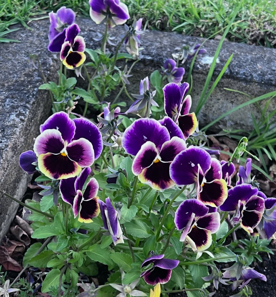 💜☂️😈🪻👾